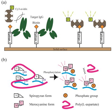 Toradh íomhá ar Protein Microarray Cartoon Images