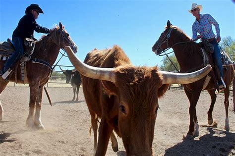 Image result for Horseback Sorting Cattle