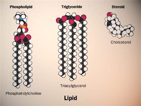Define Lipid に対する画像結果