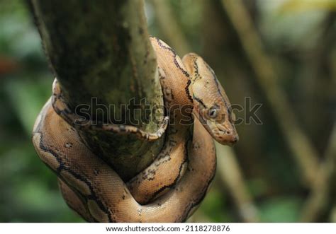 Image result for Platinum Reticulated Python