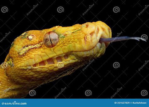 Green Tree Python Jaw に対する画像結果