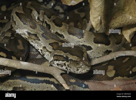 Image result for Australian Rock Python