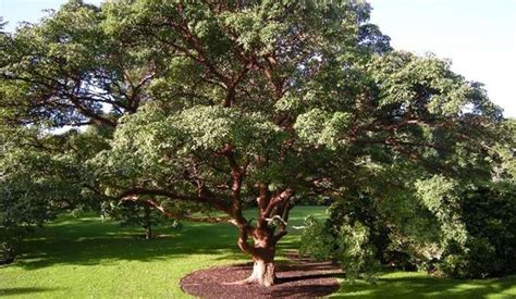 Paperbark Maple Tree Problems に対する画像結果