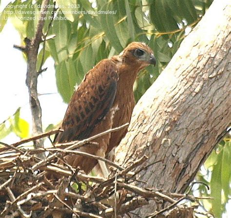 Image result for Red Goshawk Life Cycle Flow Chart