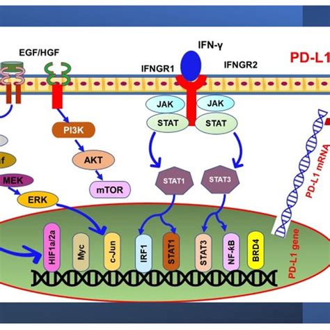 PD-L1 Signaling Pathway に対する画像結果