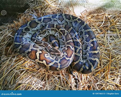 Image result for Python Slangen