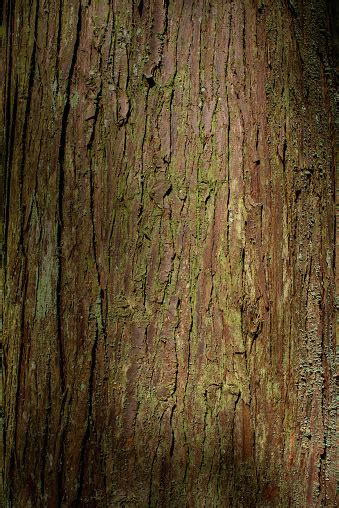 Cedar Tree Trunk に対する画像結果