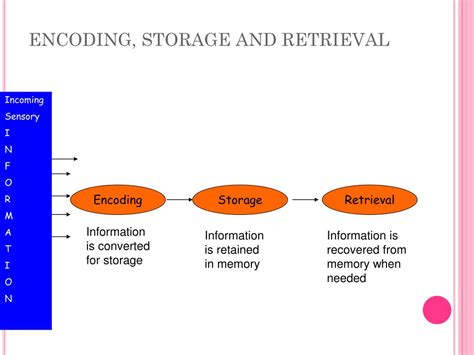 Image result for Function of Short-Term Memory