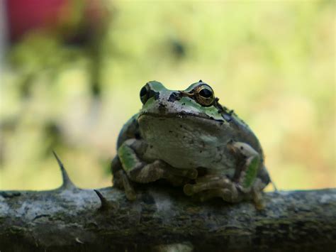 Smug Tree Frog に対する画像結果