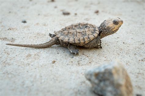 Image result for Snapping Turtle Hatchling