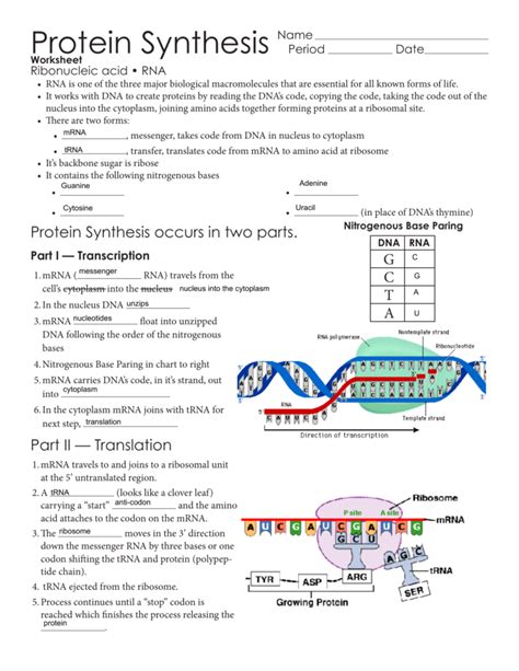 Protein Synthesis Worksheet and Answer Key に対する画像結果