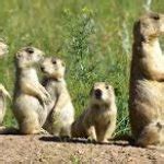 Image result for Prairie Dog Loading Meme