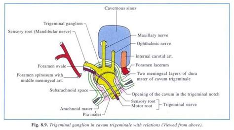 Toradh íomhá ar Cranial Nerves in Brain Sample