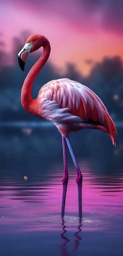 Flamingo Sunset に対する画像結果