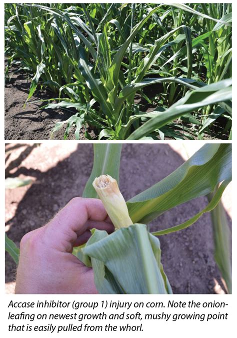 Toradh íomhá ar Claeve Herbicide