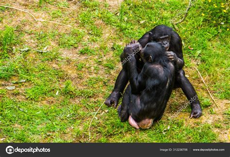 Image result for Female Human Coupling Chimp