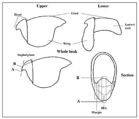 Squid Beak Diagram