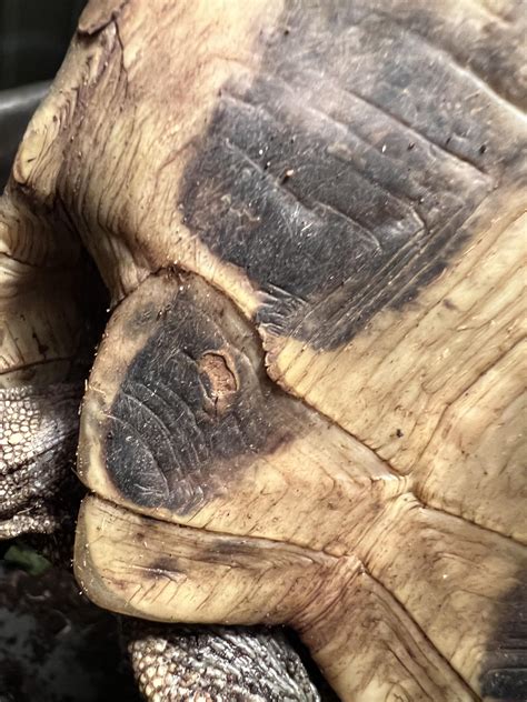 Image result for Desert Tortoise Shell Rot