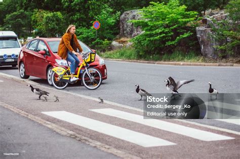 Image result for Slow Birds Crossing