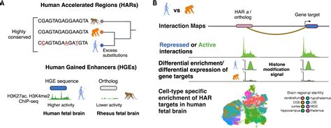Image result for Accelerated Human Evolution