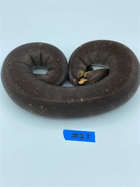 Toradh íomhá ar 8 Ball Python
