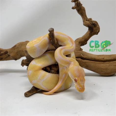 Image result for Albino Enchi Ball Python