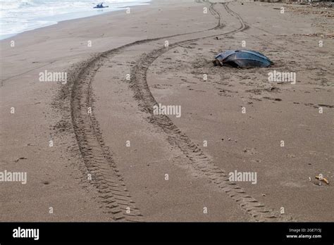 Image result for Sea Turtle Empty Shell