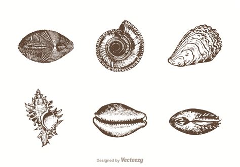 Image result for Shells Vector