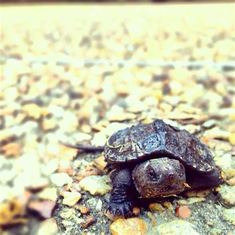 Image result for Snapping Turtle Hatchling