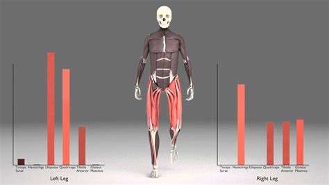 Afbeeldingsresultaten voor Muscles Used Walking