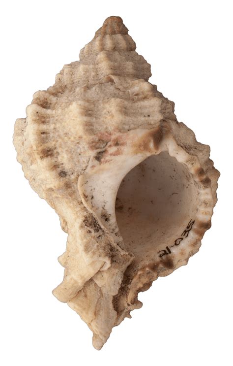 Clam in Twisty Shell に対する画像結果