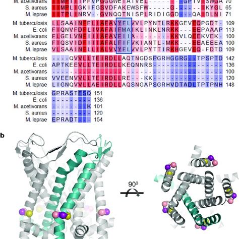 Image result for Protein Sequence Alignment