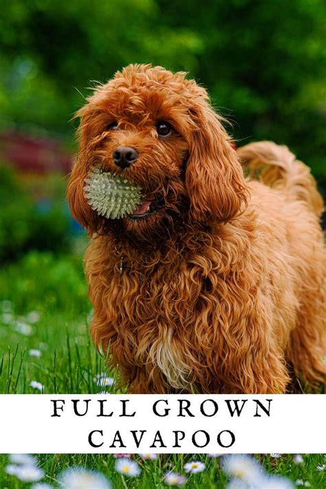 Image result for Full-Grown Cavapoo Dogs Red