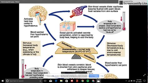 Negative Feedback Loop Fever に対する画像結果
