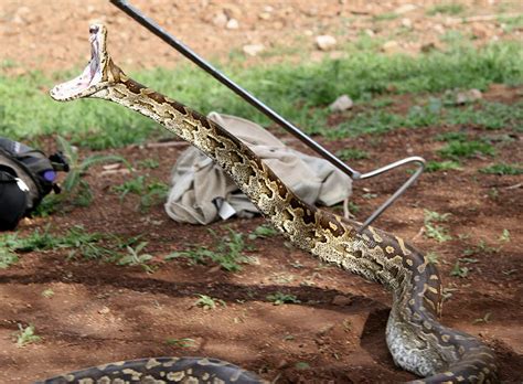 Rock Python Strike に対する画像結果