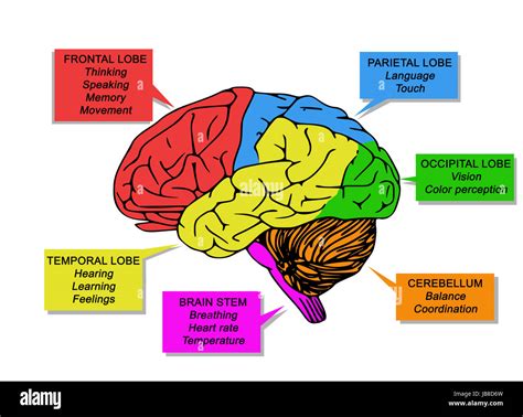 Image result for Brain Function