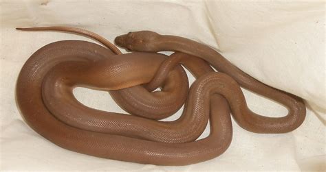 Pilbara Olive Python に対する画像結果