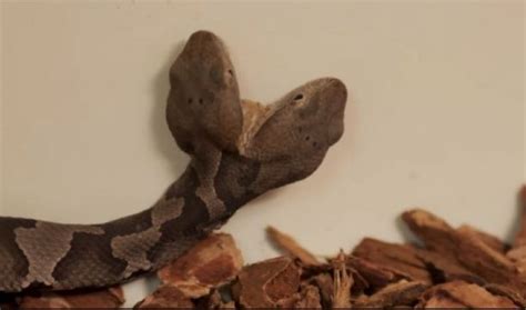Image result for Two-Headed Baby Snake