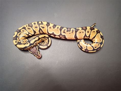 Image result for Ball Python Turquoise