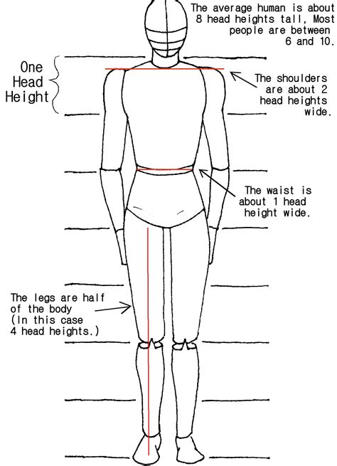 Image result for Drawing the Human Body Tutorial