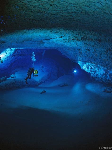 Image result for Deep Sea Shell 4K