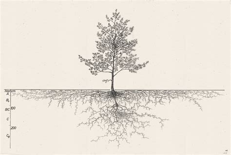 Bildergebnis für Tree Root Architecture
