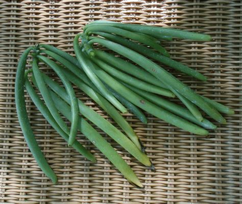 Image result for Growing Vanilla Beans