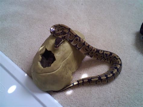 Image result for Het Ghost Ball Python