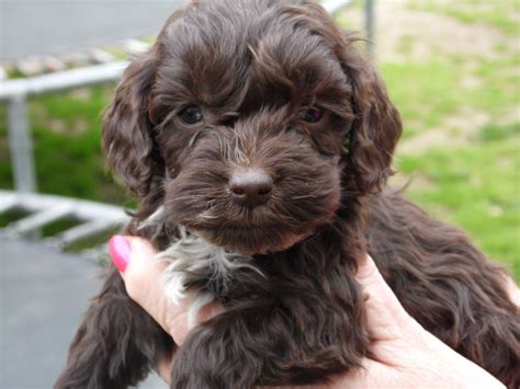 Chocolate Brown Cockapoo Adult に対する画像結果