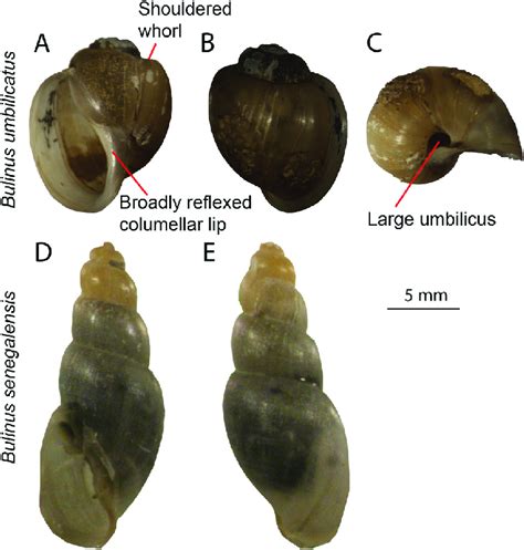 Image result for Snail Shell Microscope