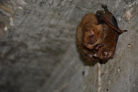 Image result for Wisconsin Bat Program