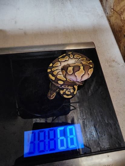 Astel Lesser Asphalt Ball Python に対する画像結果