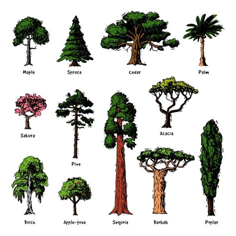 Image result for Tree Varieties