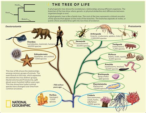 Image result for Biological Evolution Tree
